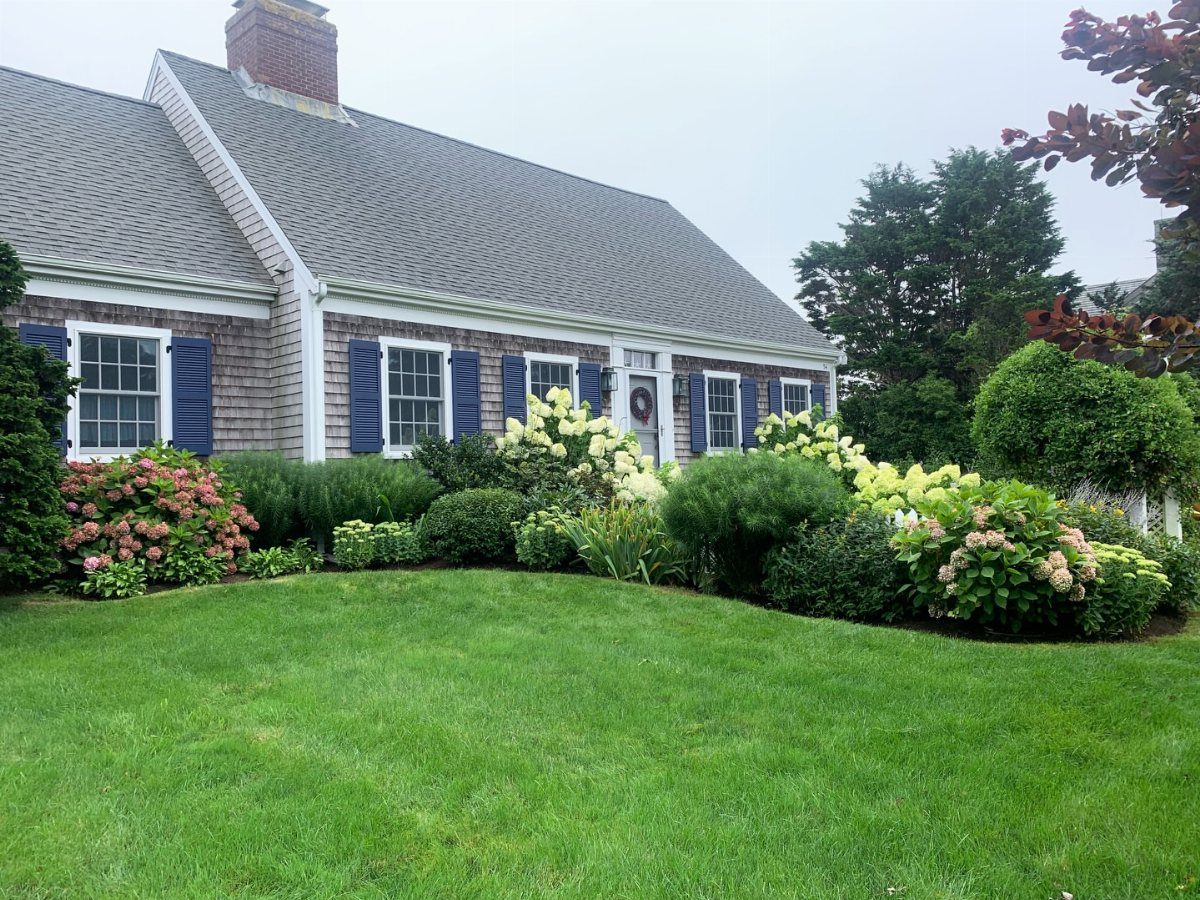 A Cape Cod house with a green lawn and blooming hydrangea garden beds.