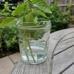 Basil stems with green leaves growing in a clear glass jar of water.