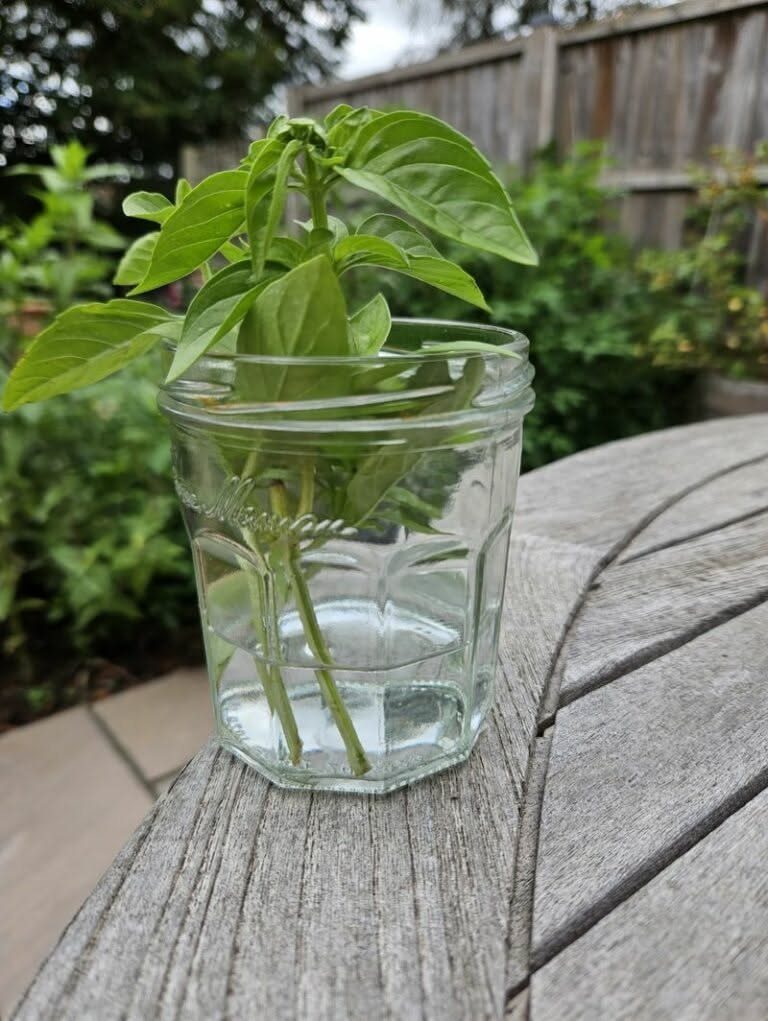Basil stems with green leaves growing in a clear glass jar of water.