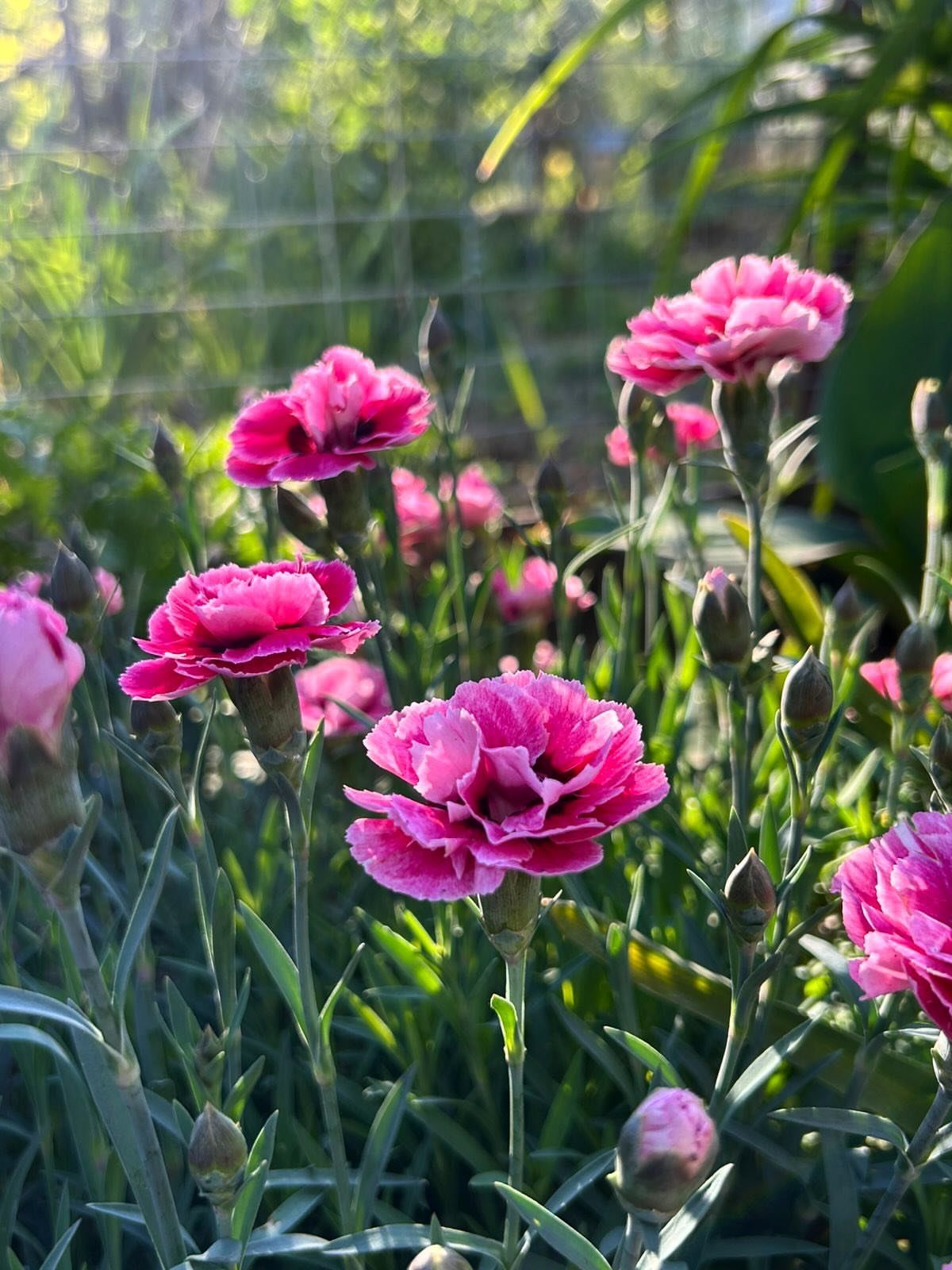 Pink ruffled Dianthus flowers blooming on green stems in a sunlit garden.