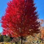 A large tree with bright red autumn leaves standing in a green field under a blue sky.