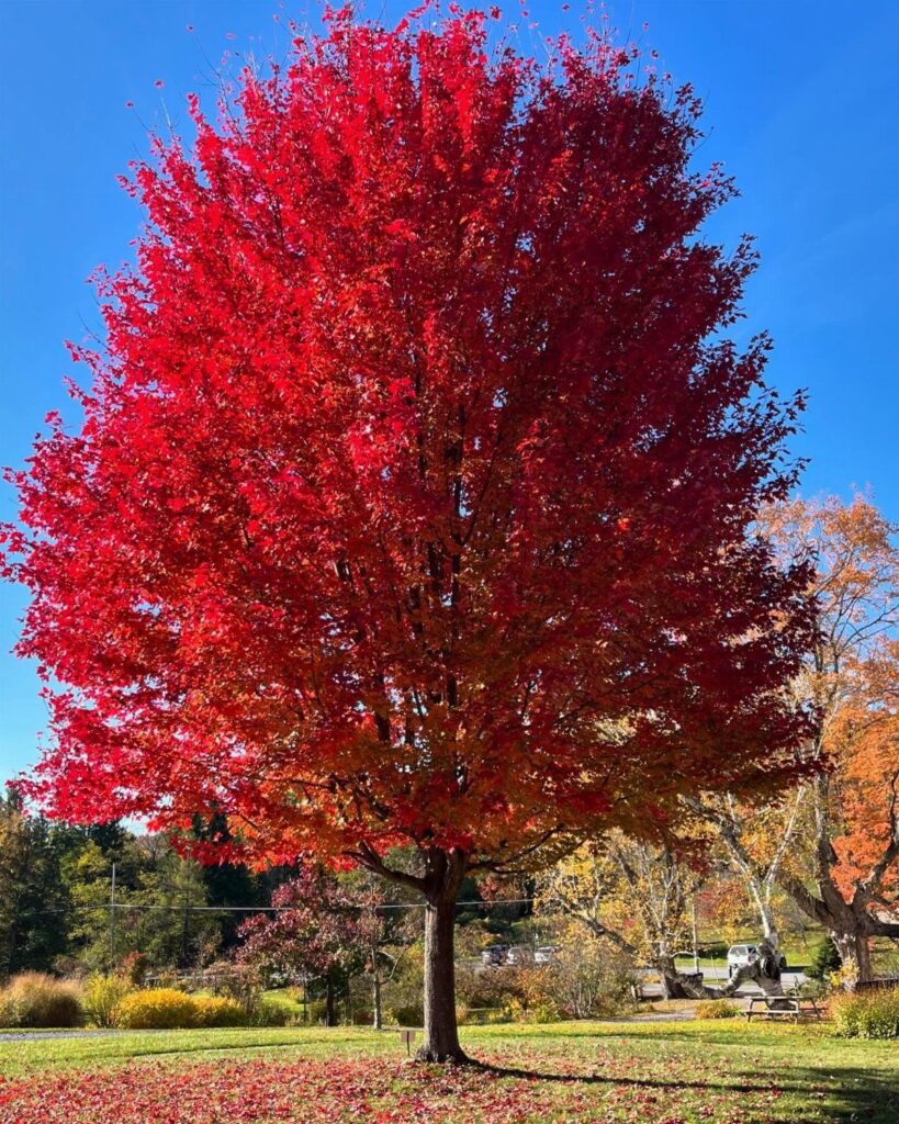 A large tree with bright red autumn leaves standing in a green field under a blue sky.