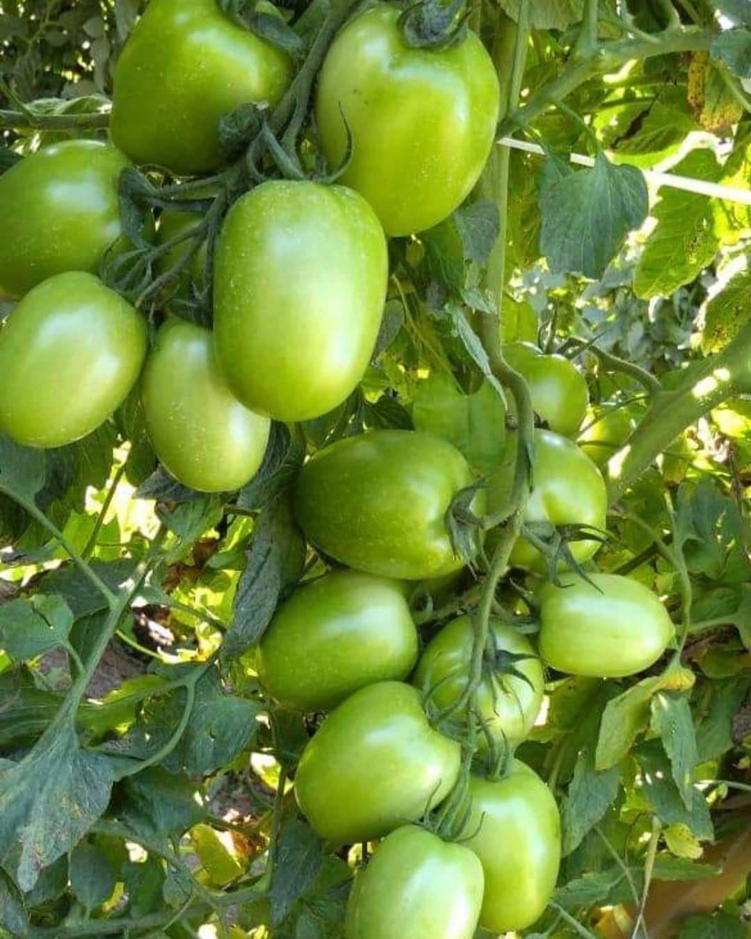 A large cluster of unripe green tomatoes hanging from a leafy garden vine.